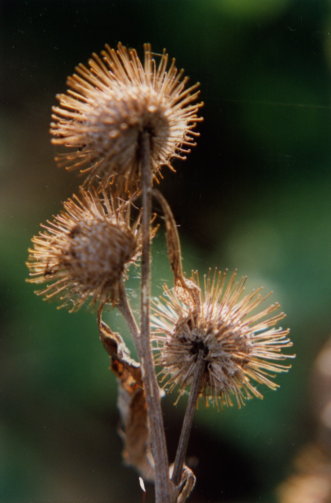 Zaadbol_in_herfst