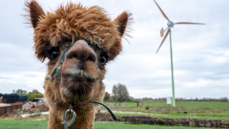 Kleine windmolen bij boer 2