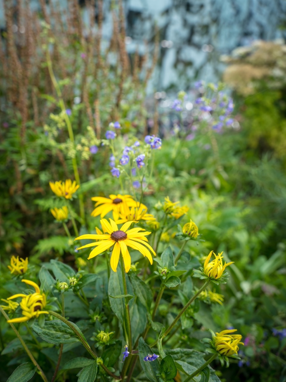 Bloemen gevel gemeentehuis geel_DSF4709