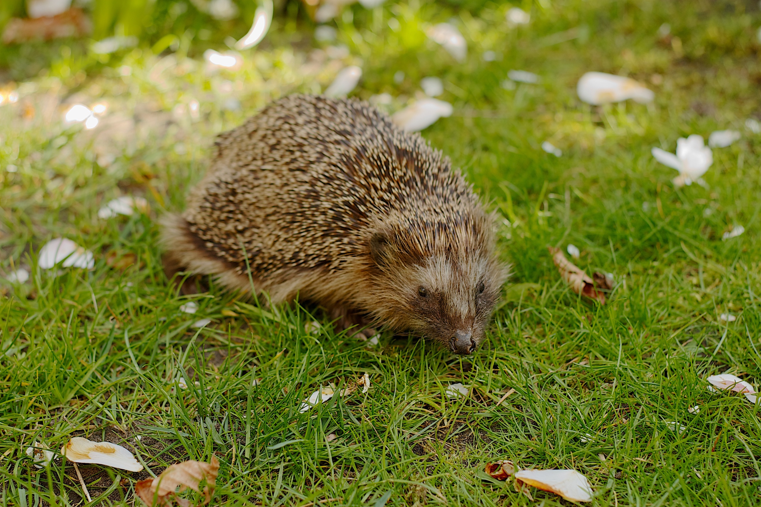 Egel_in_de_tuin