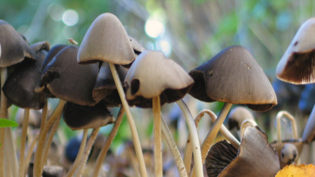 herfst paddenstoelen