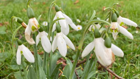 Stinzenplanten Sneeuwklokjes