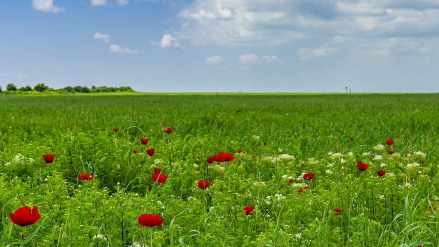 Bloemrijke akkerranden web