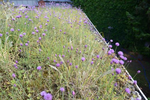 Groen dak met bloeiende planten