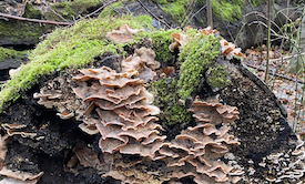 Paddenstoelen op boomstam