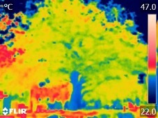 Beukenboom temperatuurmeting