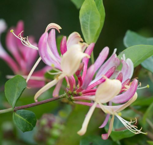 Kamperfoelie groeit goed in de schaduw en helpt nachtvlinders aan voedsel