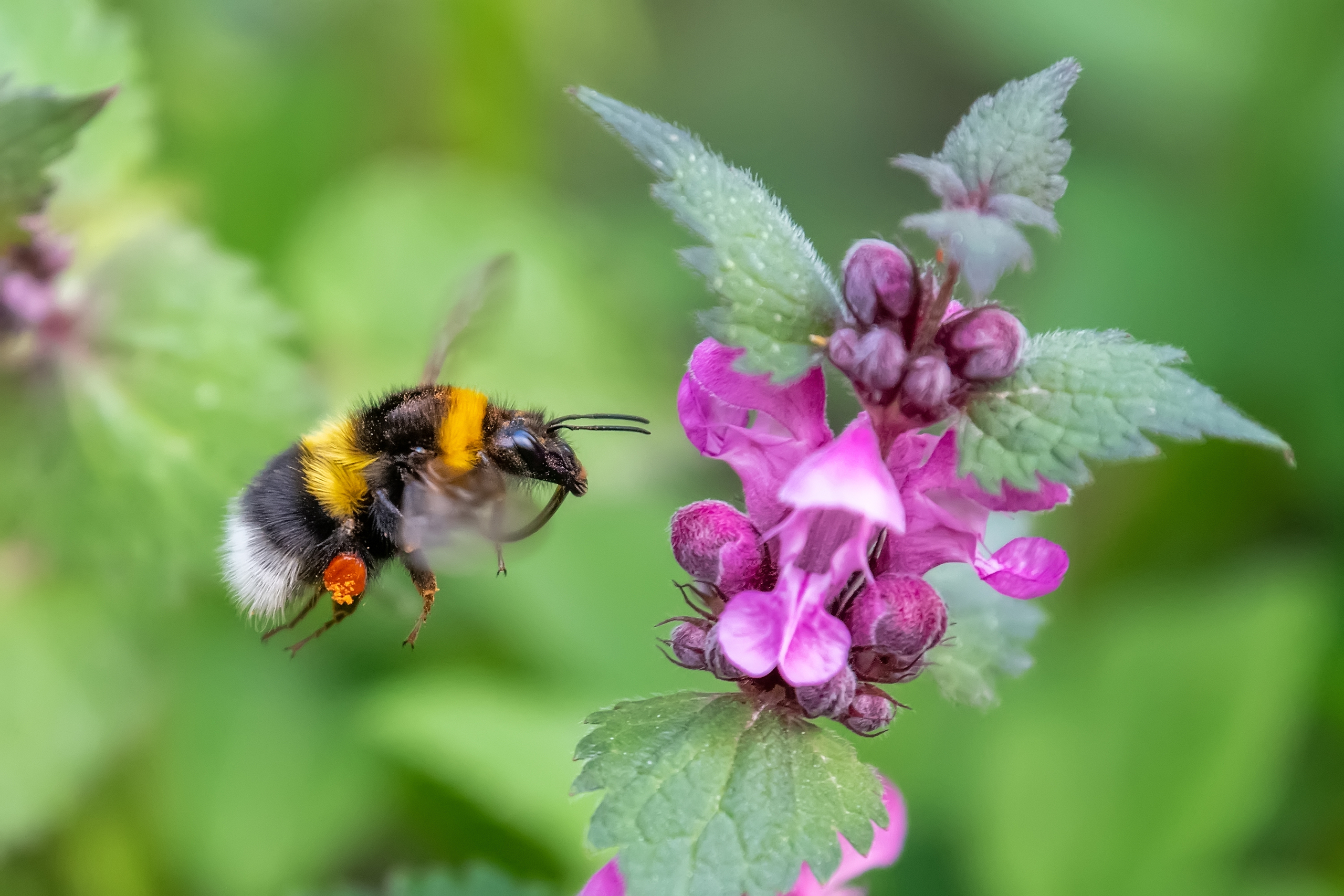 Hommel_bij_distel