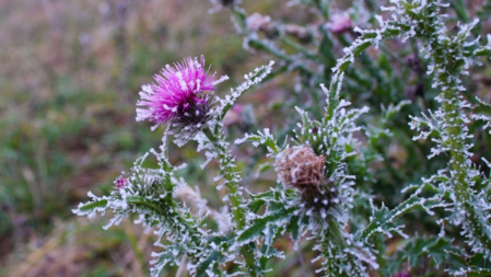 bloem in winter