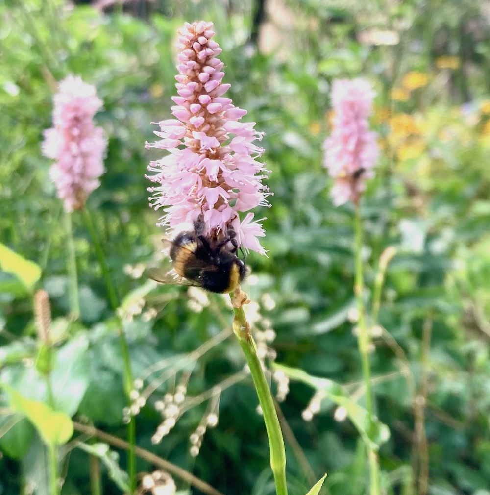 Hommel op persicaria