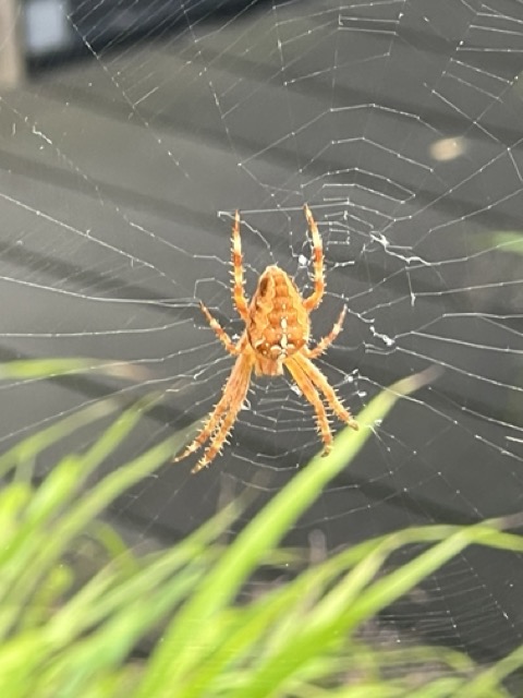 Daktuin spin