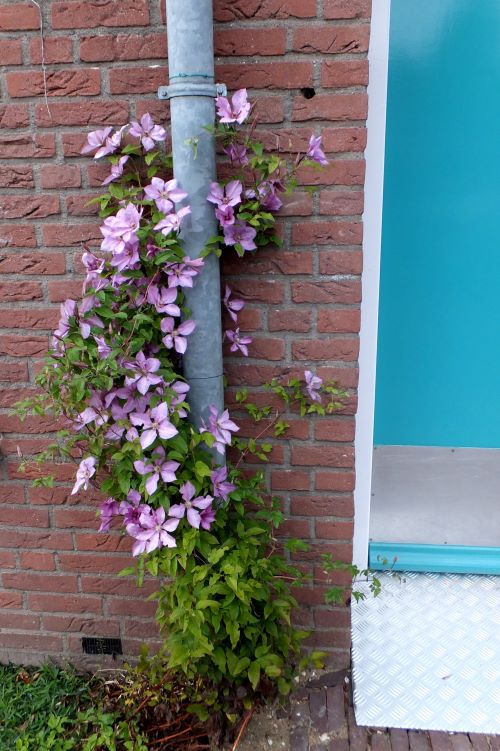 Clematissen kun je langs de regenpijp laten klimmen