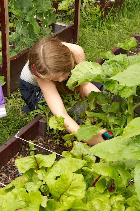 Oogst moestuin s