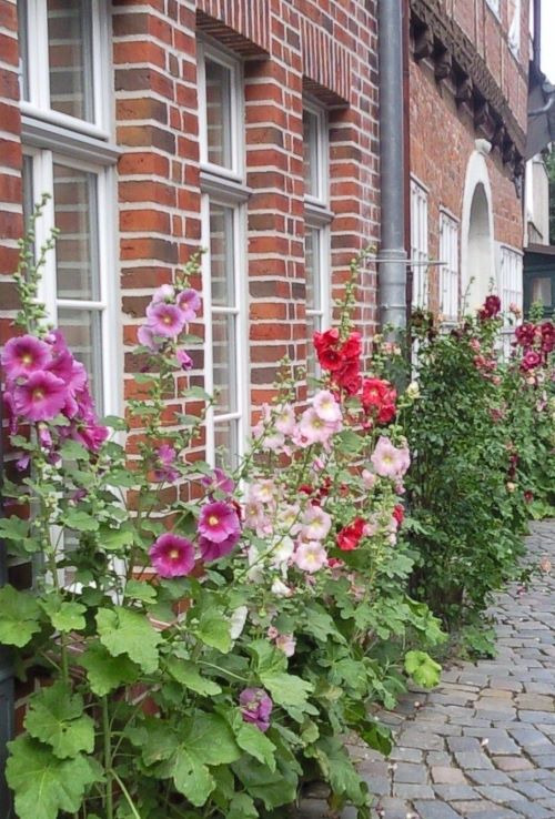 Stokrozen fleuren een gevel op