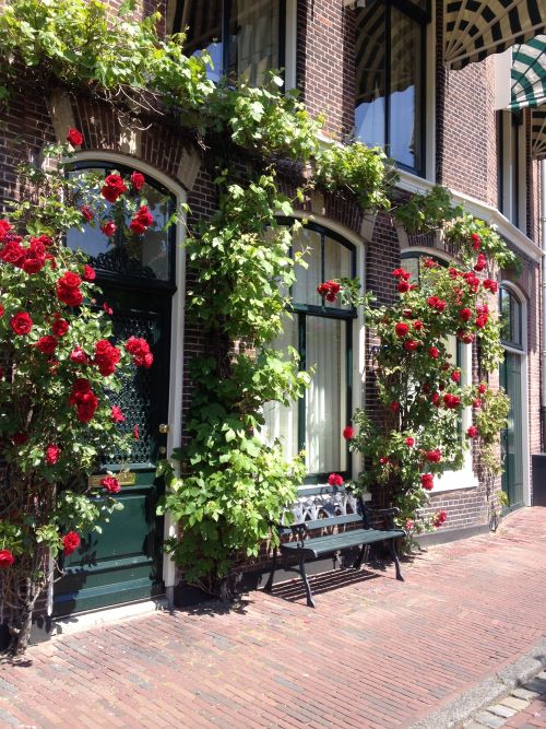 Rozen doen het goed voor gevels die in de zon liggen