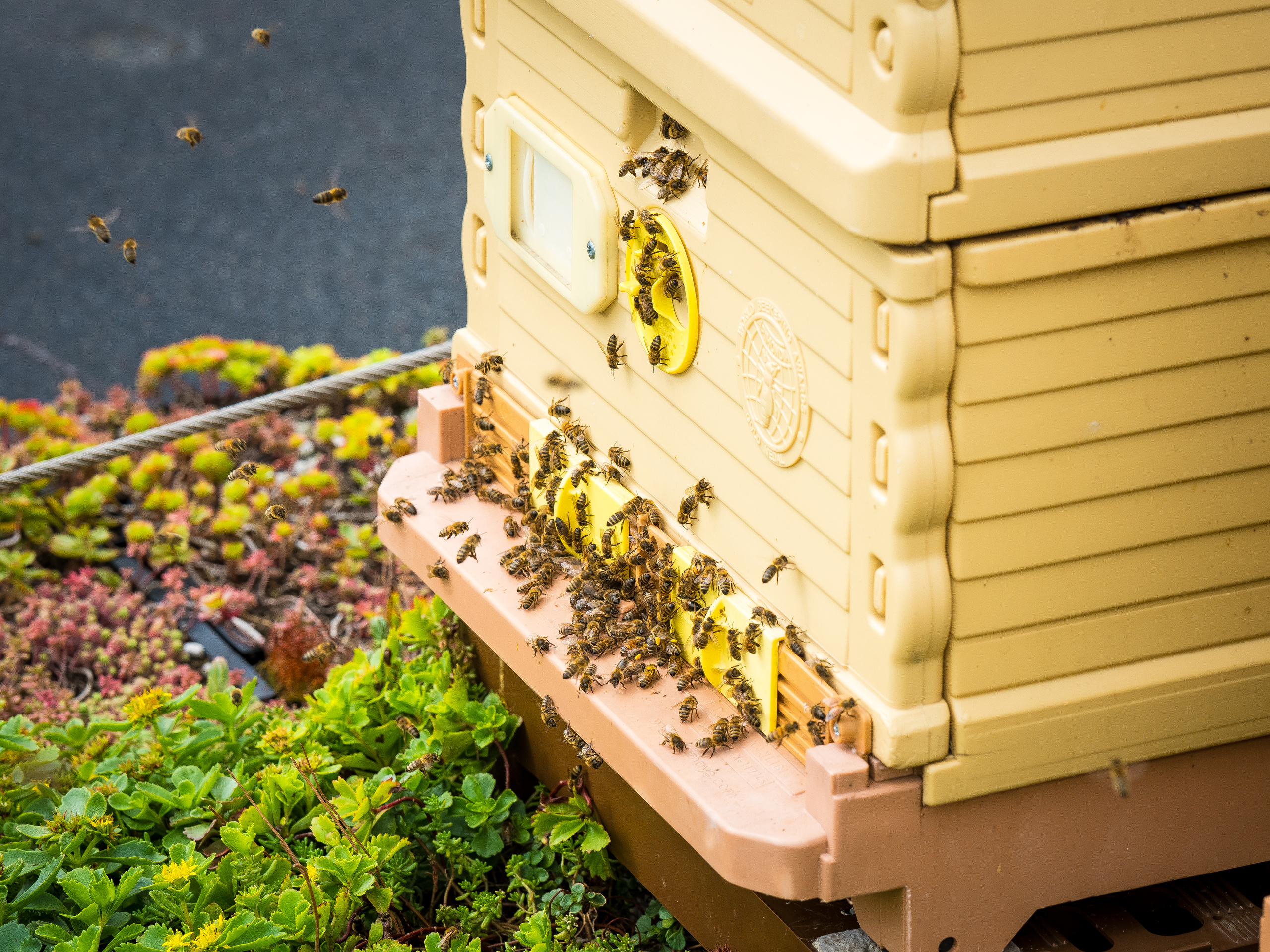Honingbijen op het dak
